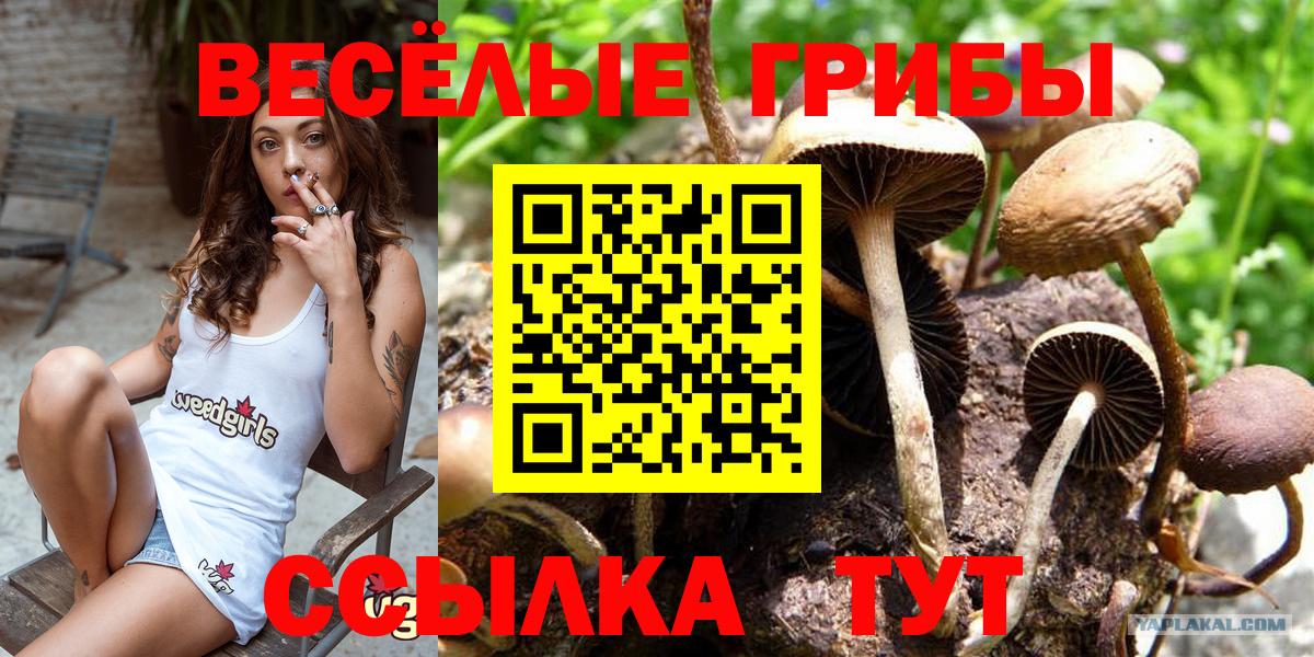 Псилоцибиновые грибы мицелий  закладка  Димитровград  Вход с VPN 